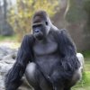 axel schulze-gorilla-